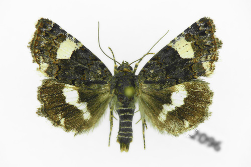 Four-spotted Moth