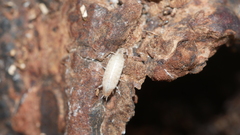 Chaetophiloscia sicula