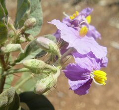 Solanum lucani