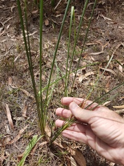 Lomandra multiflora