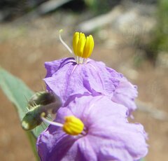 Solanum lucani