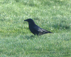 Corvus corone corone