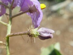 Solanum lucani