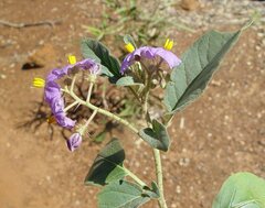 Solanum lucani