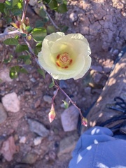 Gossypium armourianum