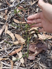 Commelina lanceolata