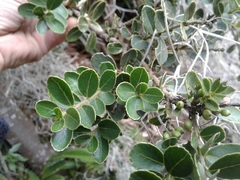 Ilex kunthiana