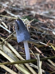 Mycena amicta