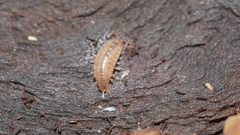 Chaetophiloscia sicula