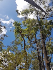 Angophora leiocarpa