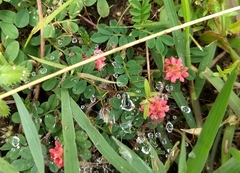 Indigofera hendecaphylla