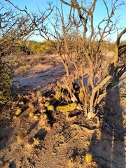 Trichocereus candicans