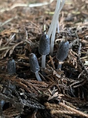 Mycena amicta