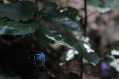 Astraptes