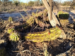Trichocereus candicans