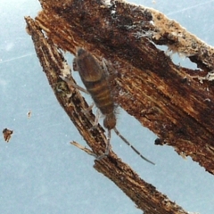Entomobrya griseoolivata