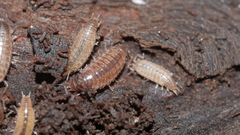 Chaetophiloscia sicula