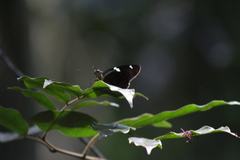 Astraptes