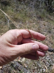 Eremochloa bimaculata