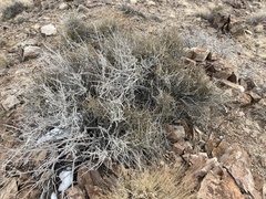 Ephedra nevadensis