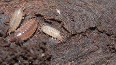 Chaetophiloscia sicula