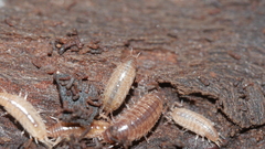 Chaetophiloscia sicula