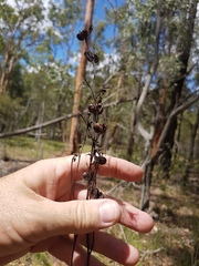 Haemodorum austroqueenslandicum