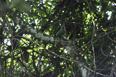 Pyrrhura frontalis