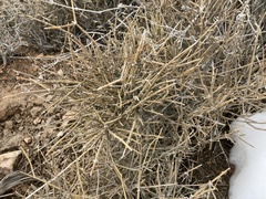 Ephedra nevadensis