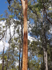 Angophora leiocarpa