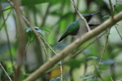 Chlorostilbon melanorhynchus