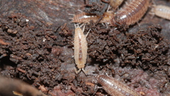 Chaetophiloscia sicula