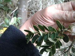 Ilex kunthiana