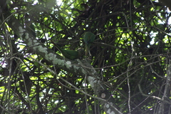 Pyrrhura frontalis