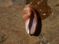 Lyncina vitellus