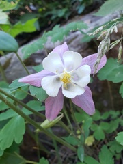 Aquilegia coerulea