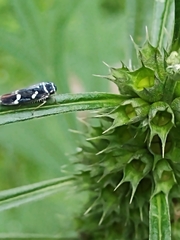 Macugonalia leucomelas