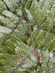 Diplazium taiwanense