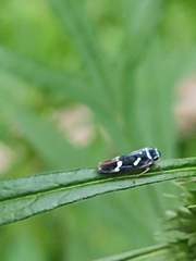 Macugonalia leucomelas