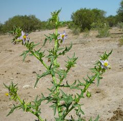 Solanum oligandrum