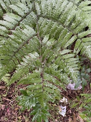 Diplazium taiwanense