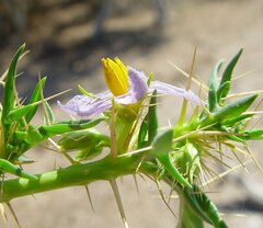 Solanum oligandrum