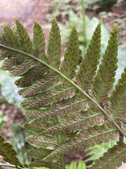 Diplazium taiwanense