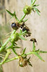 Solanum oligandrum