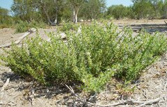 Solanum oligandrum
