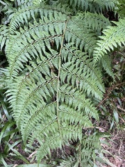 Microlepia nepalensis