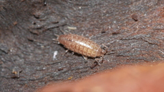 Chaetophiloscia sicula