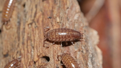 Chaetophiloscia sicula