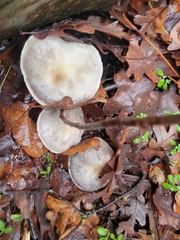 Tricholoma virgatum