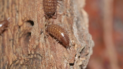 Chaetophiloscia sicula